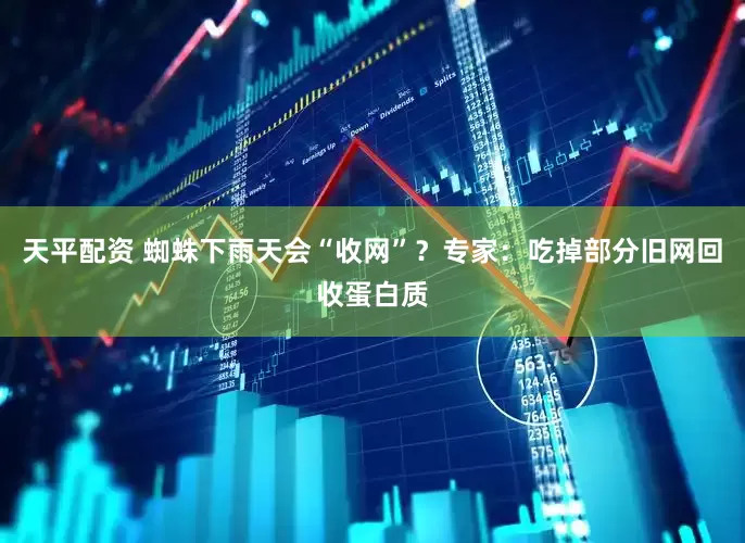 天平配资 蜘蛛下雨天会“收网”？专家：吃掉部分旧网回收蛋白质